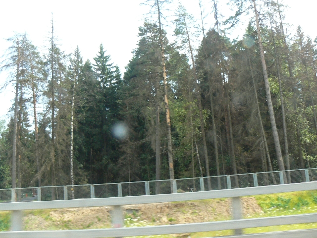 Деревья вдоль дороги умирают стоя  - фото 2