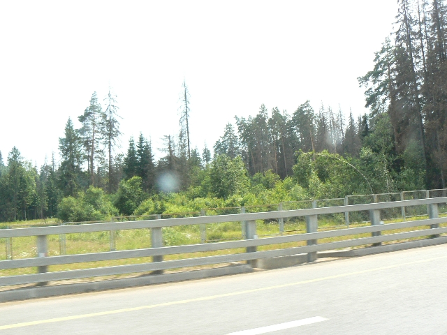 Деревья вдоль дороги умирают стоя  - фото 3