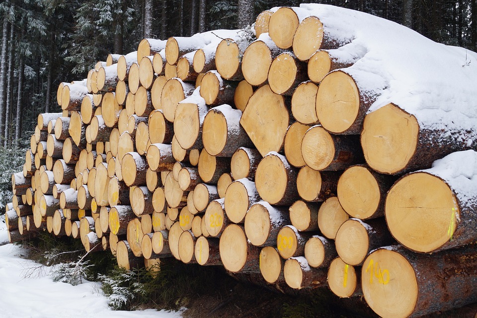 Результаты рейдов по местам заготовки древесины лесопользователями Костромской области - фото 1