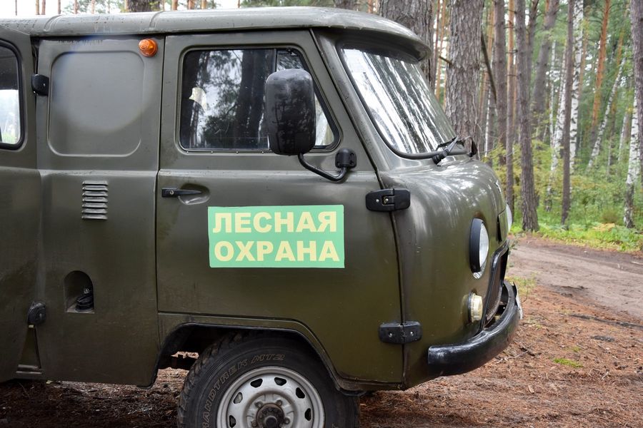 В лесах Рязанской области ведется работа по пресечению нарушений лесного законодательства - фото 1