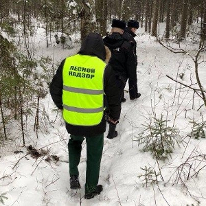 Три факта незаконных рубок выявлено на территории лесного фонда с начала года в Ярославской области - фото 1
