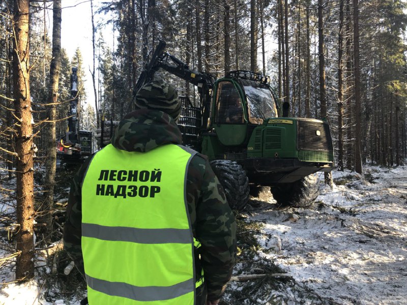 С начала года в Ярославской области выявлено и пресечено 4 факта незаконной рубки древесины - фото 1