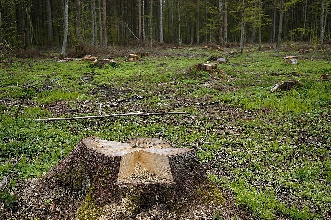 Незаконная рубка лесных насаждений выявлена в Костромской области - фото 1