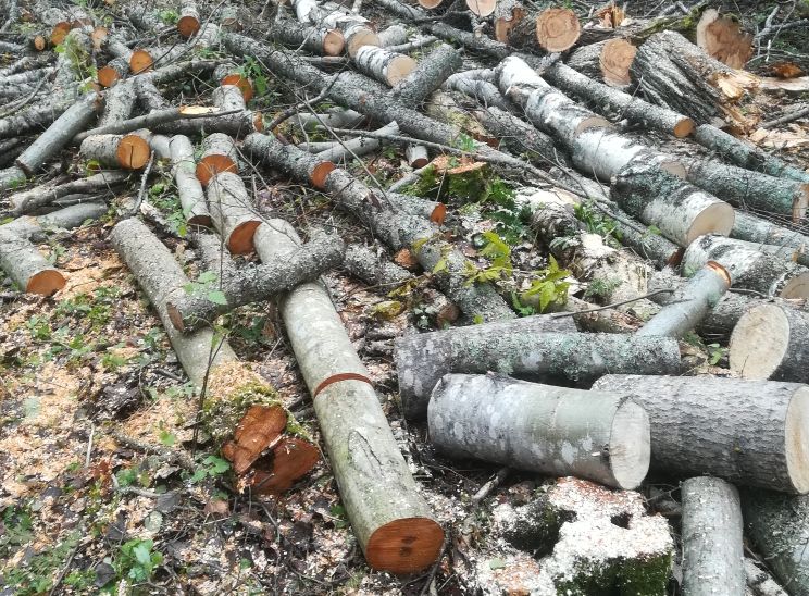 В Ярославской области государственными лесными инспекторами остановлена незаконная рубка - фото 1