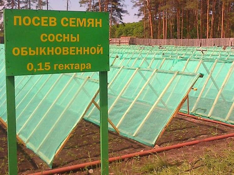 Обеспечение лесовосстановительных работ Тамбовской области качественным посадочным материалом - фото 1
