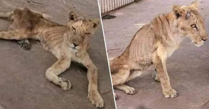  Осман Салих поделился в сети видео об умирающих от голода львах в парке животных Аль-Куреши в столице Судана Хартуме - фото 1