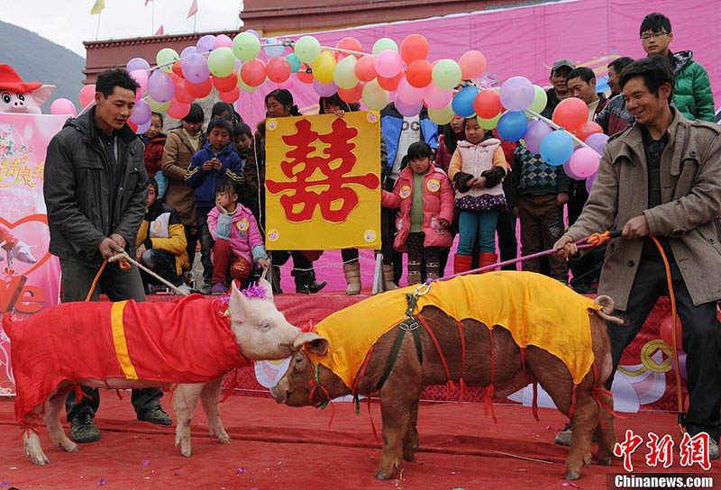 В провинции Сычуань стартовал свиноконкурс - фото 2