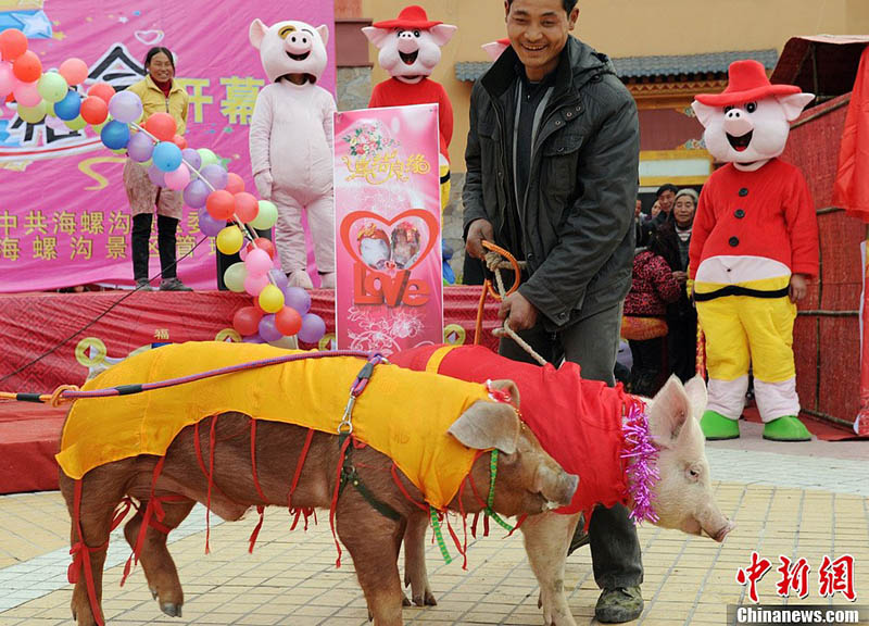 В провинции Сычуань стартовал свиноконкурс - фото 7