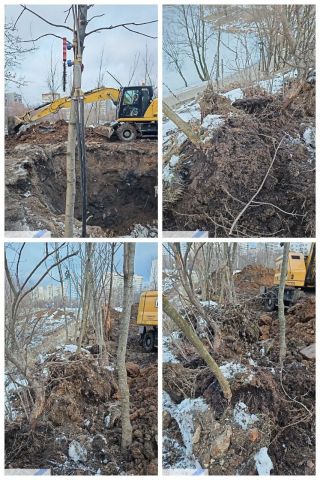 В водоохранной зоне реки Очаковки у Большого Очаковского варварским образом выкопаны деревья - фото 2