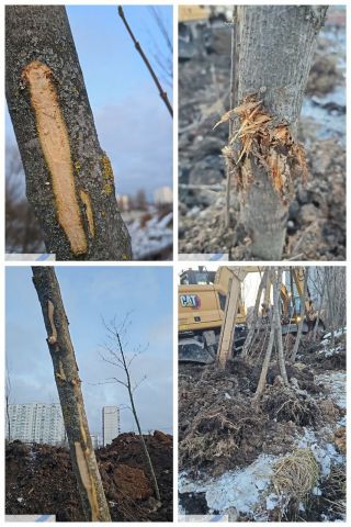 В водоохранной зоне реки Очаковки у Большого Очаковского варварским образом выкопаны деревья - фото 3