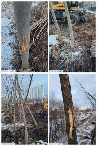 В водоохранной зоне реки Очаковки у Большого Очаковского варварским образом выкопаны деревья - фото 4