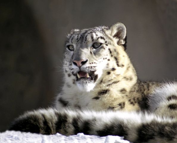 Кошки Василия Климова... - фото 5