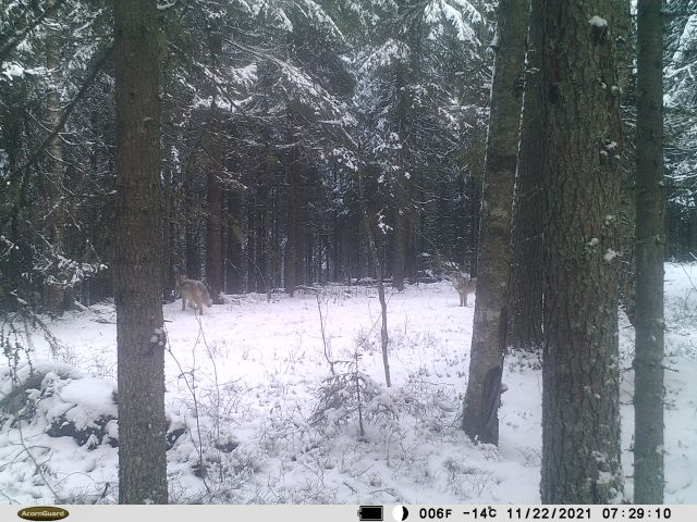 Очень редкие кадры: фотоловушка в Лекшмозерье засняла волков - фото 4