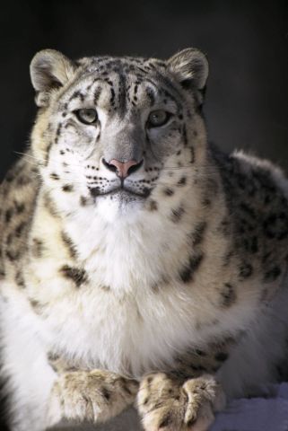 Кошки Василия Климова... - фото 1