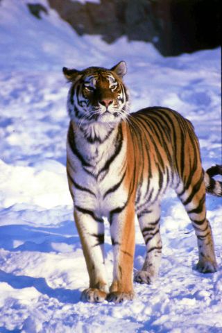 Кошки Василия Климова... - фото 6