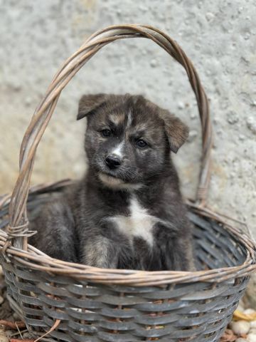 Продолжаем активности для помощи обездоленным животным - фото 1