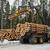 Европа требует вернуть обратно прежнюю схему вывоза из России круглого леса и отменить введенные ограничения